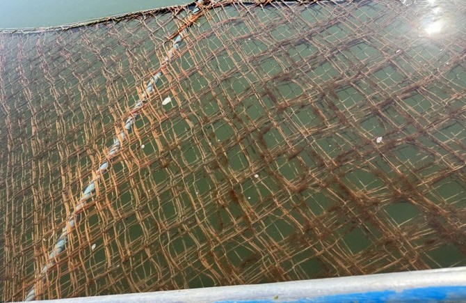 김 황백화 피해 대응 위해 6억원 긴급 투입. ⓒ 서천군