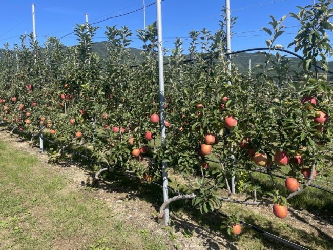 포항시 북구 기북면 사과농가 전경. ⓒ 포항시