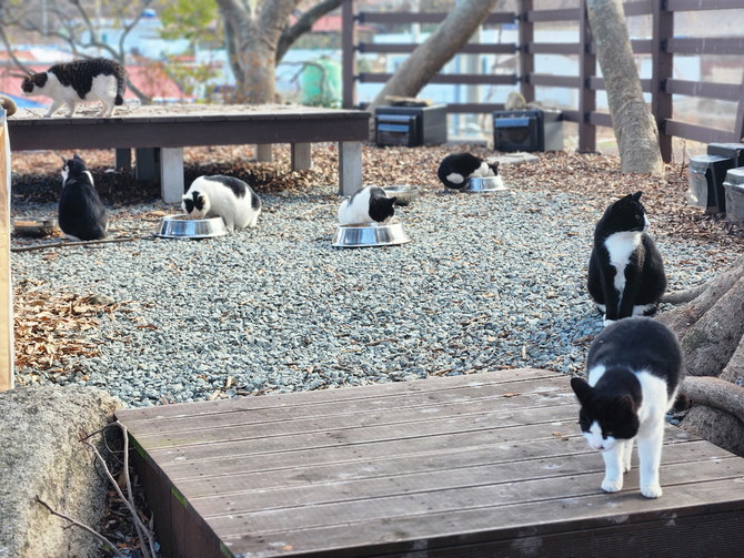 겨울철 한파로부터 길고양이를 보호하고, 고양이와 주민이 공존하는 환경을 조성하기 위해 고양이섬 추진위원회와 마을주민들이 협업해 '고양이 겨울집'을 설치한 고양이섬 용호도. ⓒ 통영시
