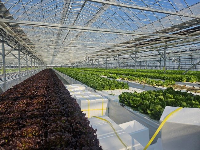 농업기술센터 과학영농실증시범포에서 기존 시설하우스를 활용한 엽채류 재배 시험이 추진된다. ⓒ 군위군