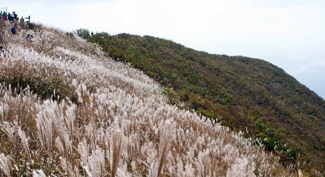 오서산 억새 모습. ⓒ 보령시