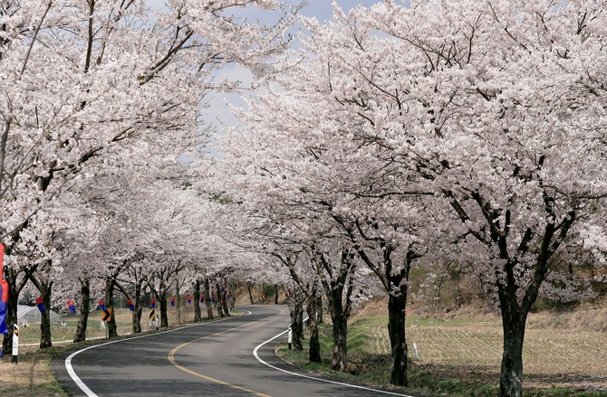청양군 벚꽃길. ⓒ 청양군