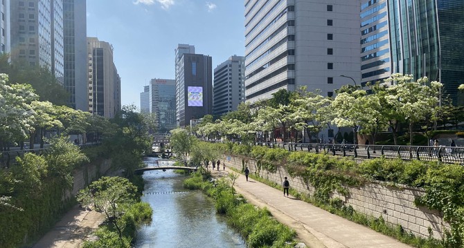 서울 종로구 관철동 청계천 이팝나무길. ⓒ 산림청
