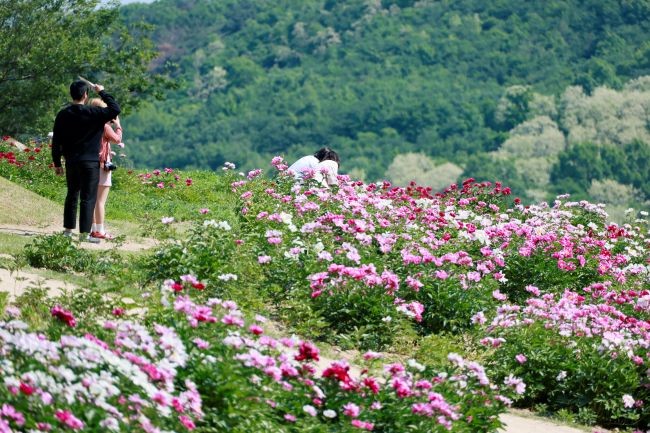 경주 서악동 작약단지를 찾은 시민과 관광객들이 만개한 작약 사이를 거닐며 늦봄 정취를 즐기고 있다. ⓒ 경주시