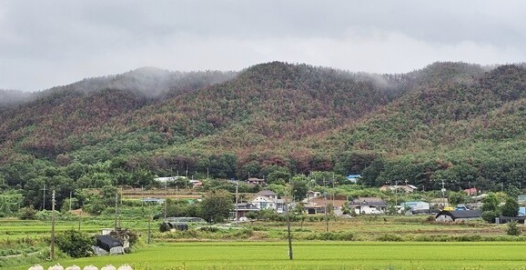 충남 서천군 비인면 일대 소나무 군락지가 소나무재선충병으로 집단 고사하면서 산 전체가 붉은 단풍이 든 듯한 모습을 보이고 있다. ⓒ 프라임경제