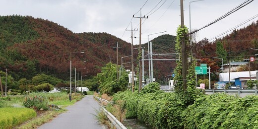 충남 서천군 비인면을 지나는 국도 21호선과 77호선 주변 산림에서 고사한 소나무들이 광범위하게 관찰되고 있다. ⓒ 프라임경제