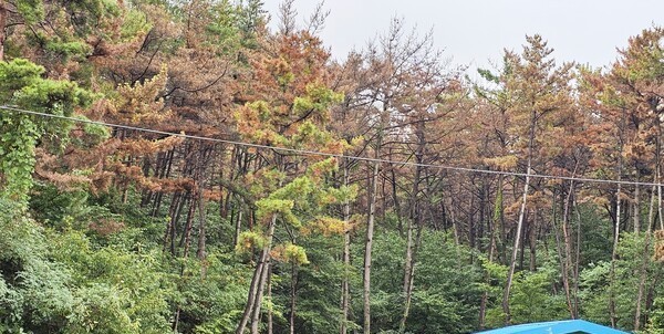 충남 서천군 서천읍 도로변에 소나무재선충병 감염목이 마치 단풍이 든 것처럼 고사하고 있다. ⓒ 프라임경제