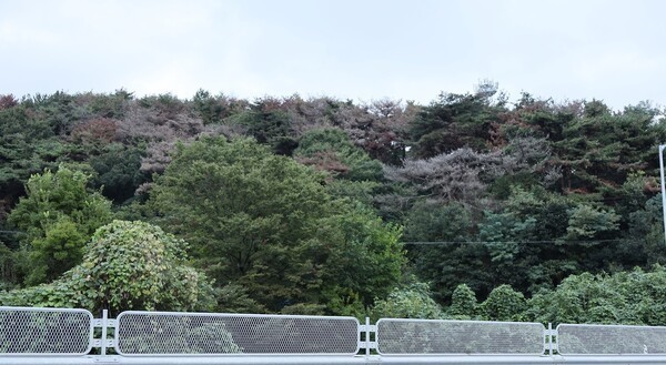 충남 서천군 비인면 충서로와 국도 21·77호선 주변 산림에서 고사한 소나무들이 잿빛을 띤 채 군락을 이루고 있다. ⓒ 프라임경제