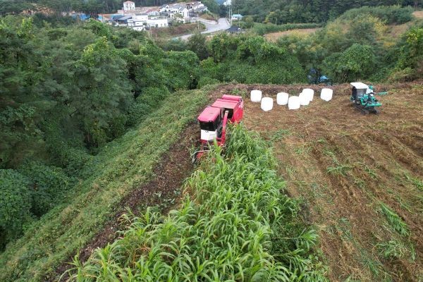 울진군 농기계임대사업소 영농대행단이 조사료의 생육 상태와 기상 여건을 고려해 수확 작업을 진행하고 있다. 울진군은 조사료 수확 지원을 통해 축산농가의 안정적인 사료 확보를 돕고, 작업 부담과 경영비를 줄여 농가 소득 증대에 기여하고 있다. ⓒ 울진군