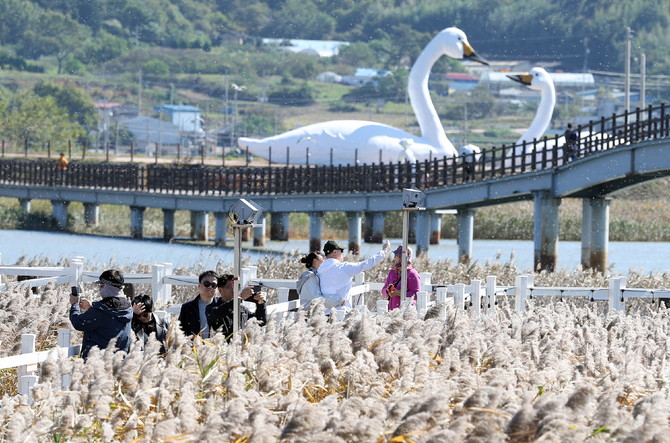 강진만 춤추는 갈대축제장을 찾은 관광객들. ⓒ 강진군