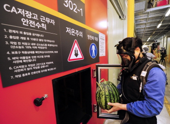  이마트가 후레쉬센터 CA저장 수박을 10일부터 판매하는 가운데 이에 앞서 8일 오전 경기도 이천시 부발읍 신하리 후레쉬센터에서 직원들이 산소마스크를 쓰고 수박이 저장된 CA저장고에서 수박 샘플 상품을 점검하고 있다. ⓒ 이마트